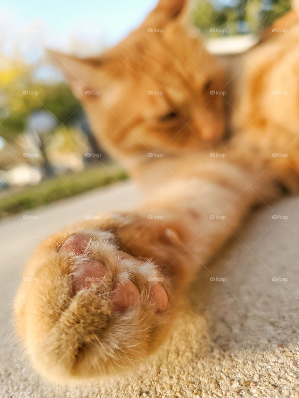 Perspective from the ground,  from the paw of an orange tabby on the cement ground outdoors.