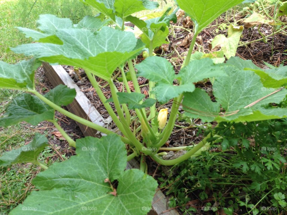 Zucchini plant