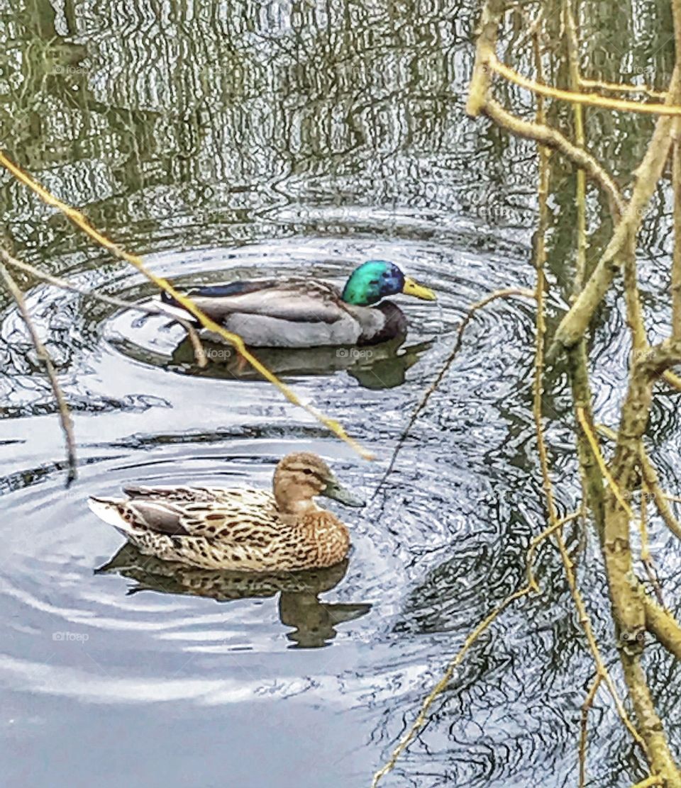 Mr & Mrs Duck