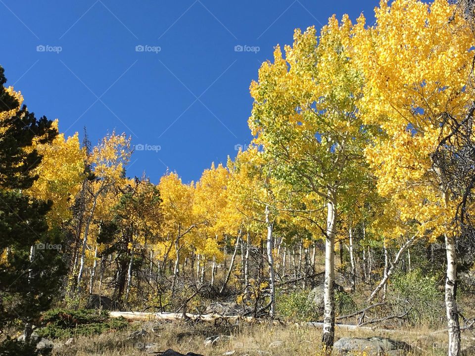 Aspens in fall 2