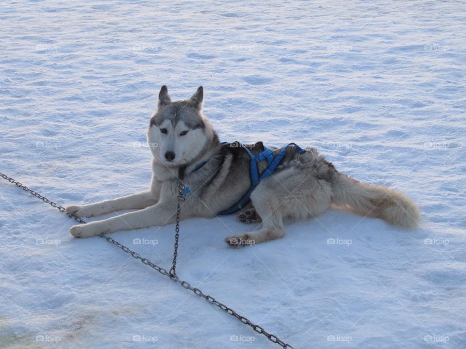 husky dog ​​in the snow, Russia Voronezh