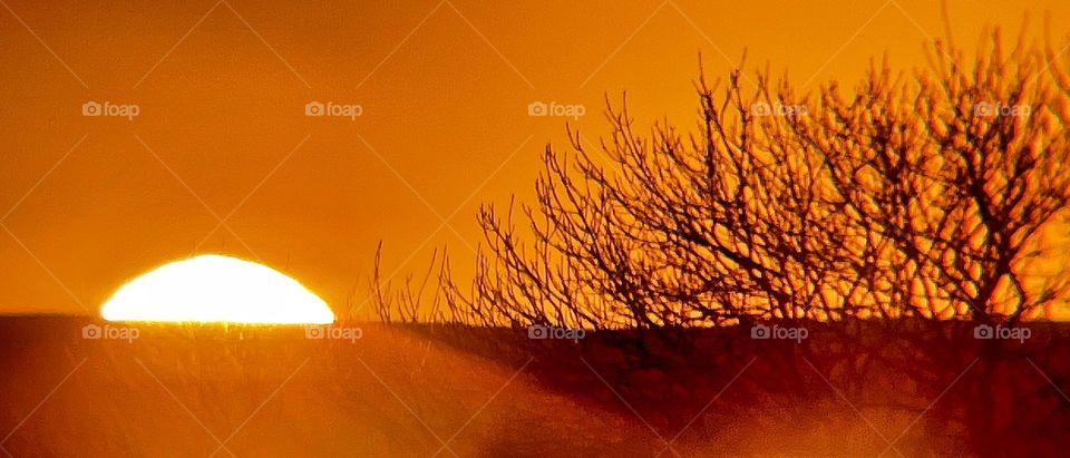 Sunset over the tree