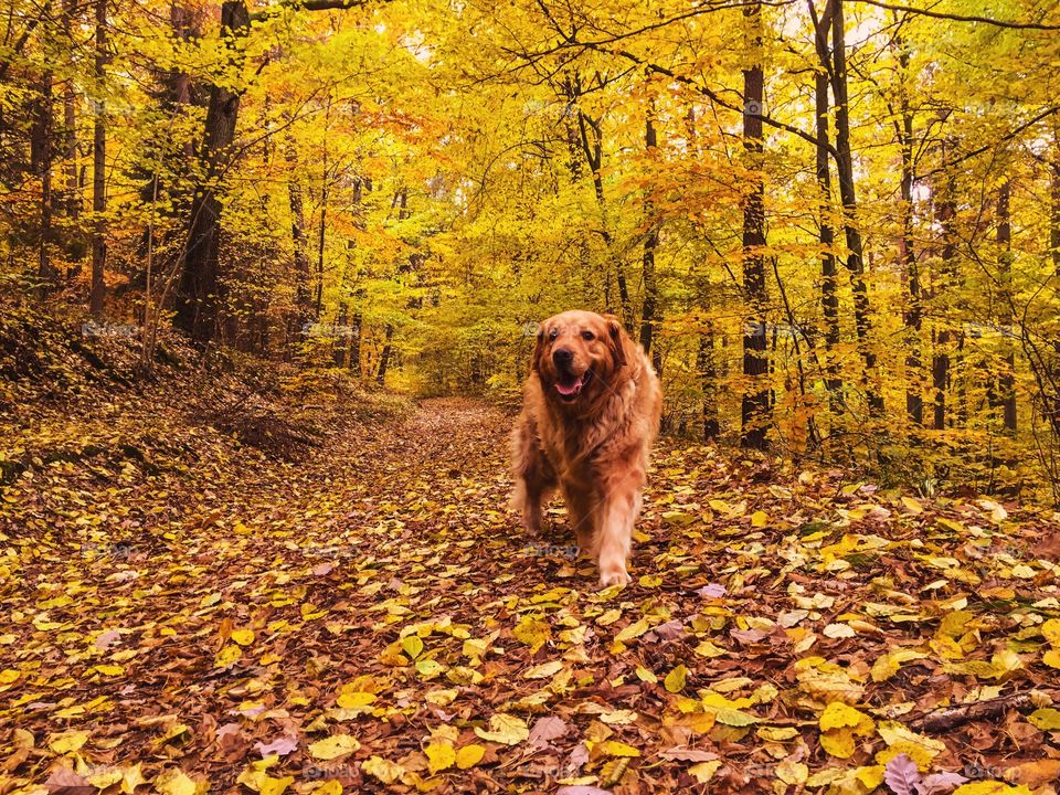 Fall, Wood, Leaf, Gold, Tree