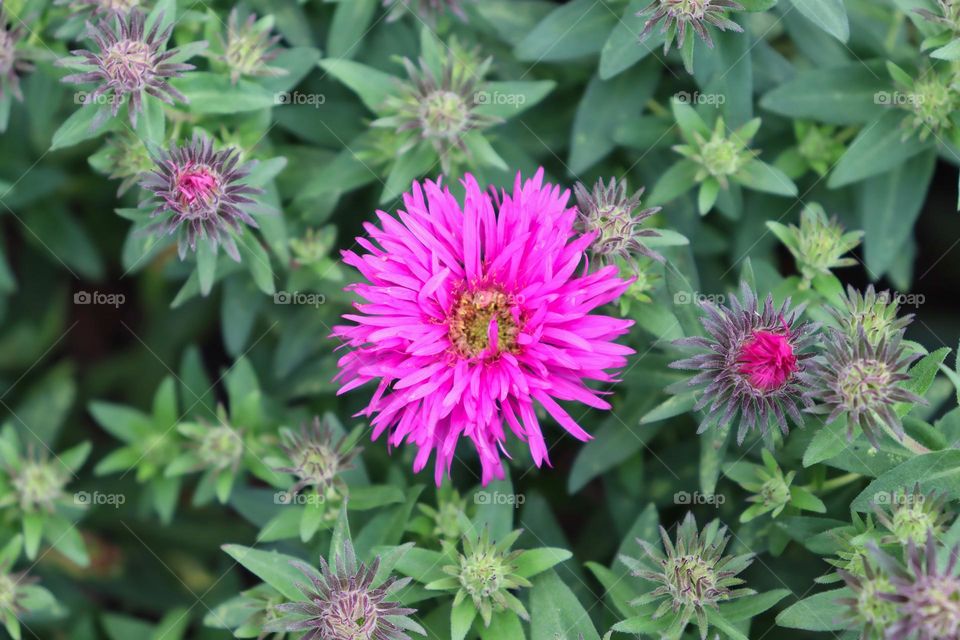 Pink New England aster flower
