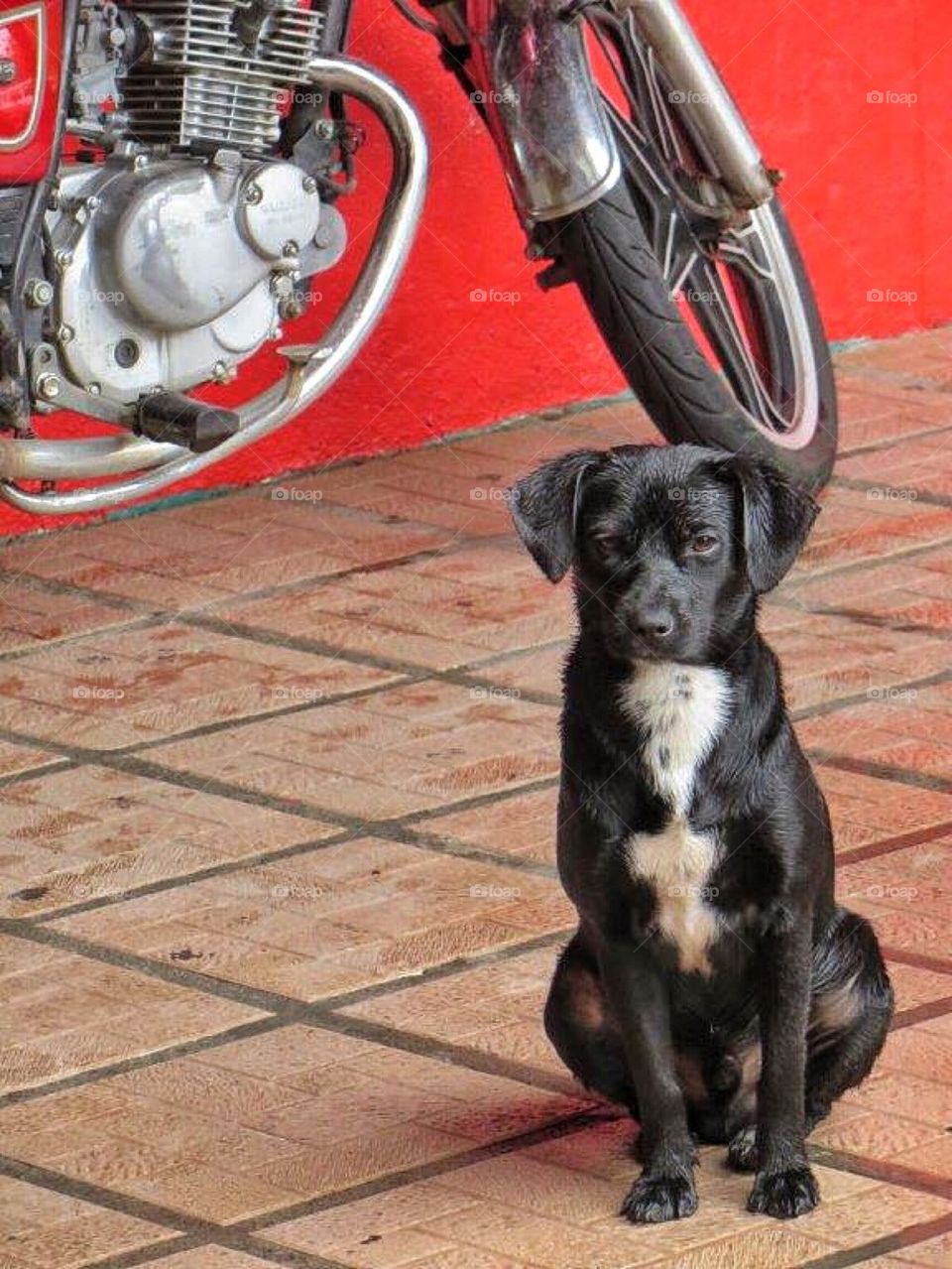 Dog guarding motor bike