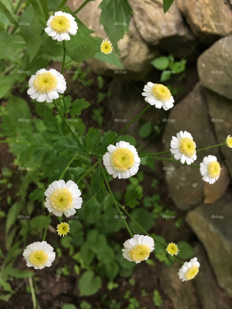 Cute daisy-like flowers