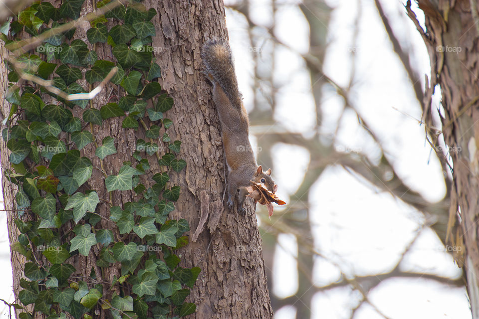 Red squirrel climbs a tree holding autumn leaves in its teeth for its hollow.