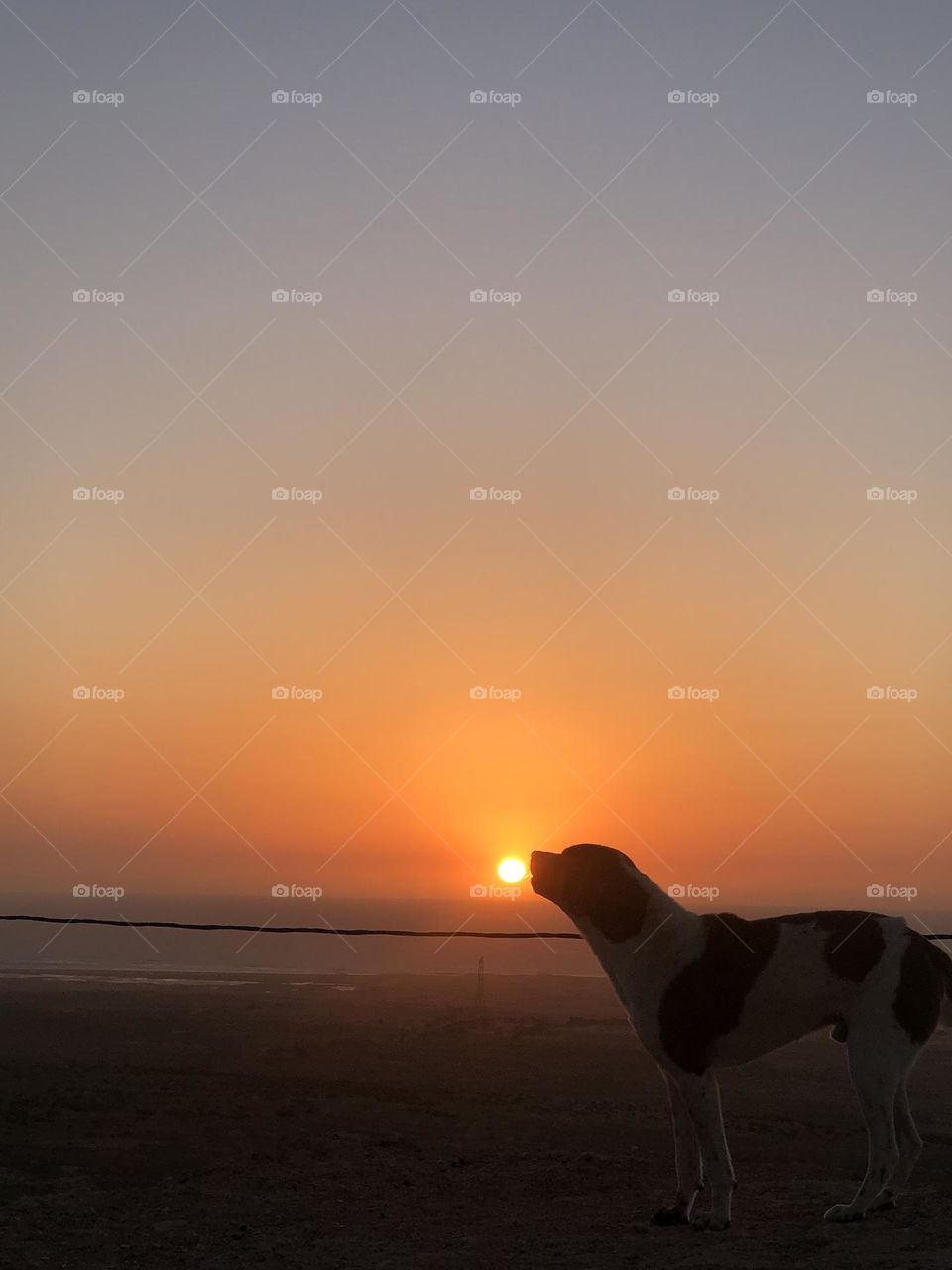 a dog catches the sun