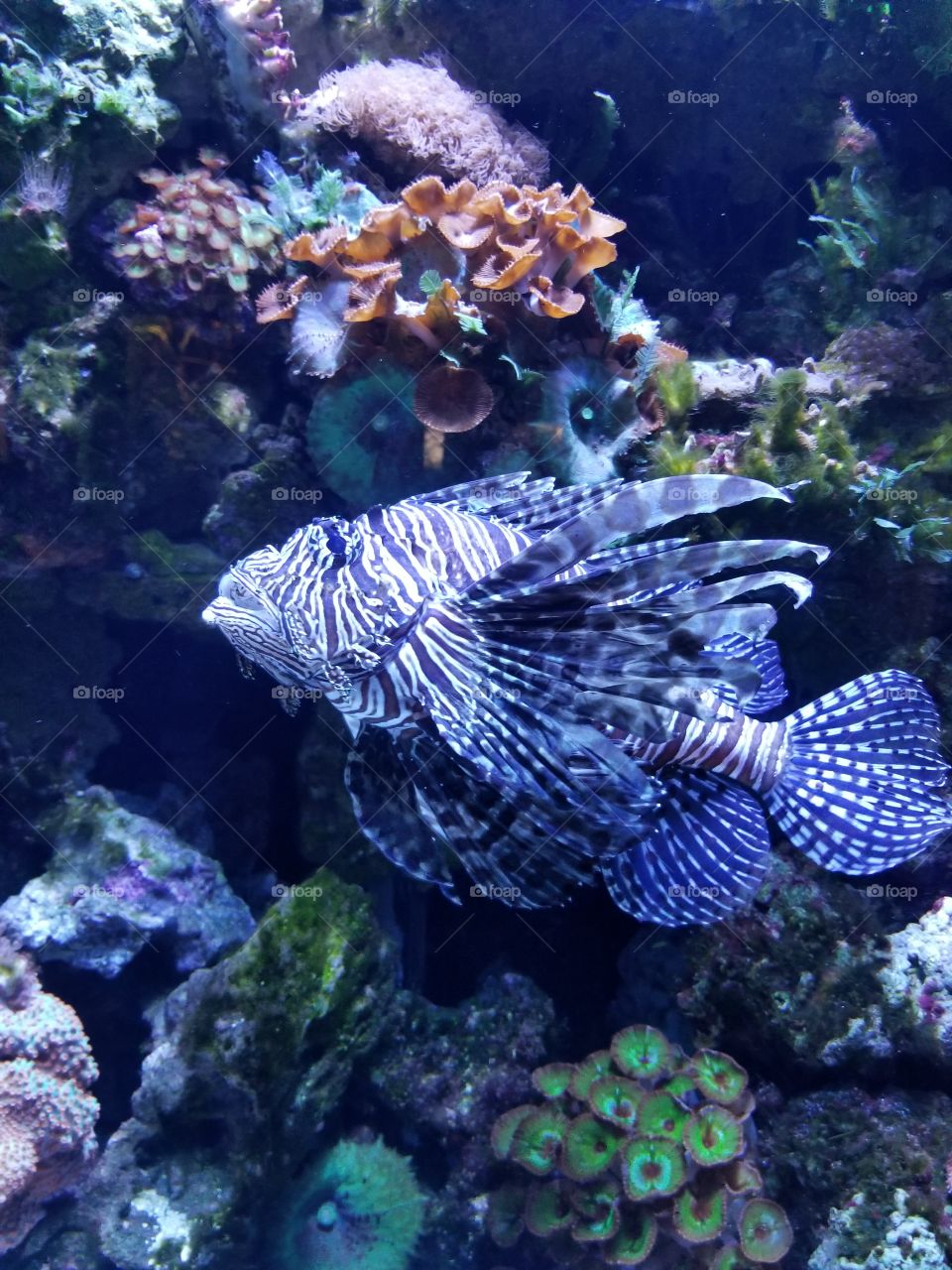 swimming lion fish