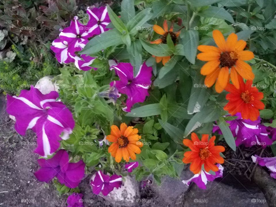 burst of color