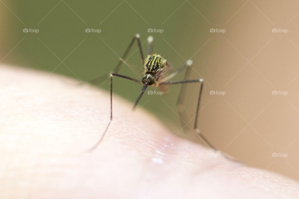 Mosquito on human skin