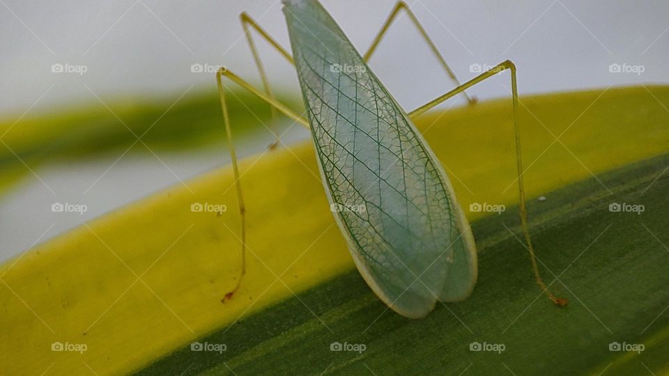 Mantis beautiful wings, beautiful green wings of a mantis, praying insect mantis, mantis wings lines and patterns, mantis macro image