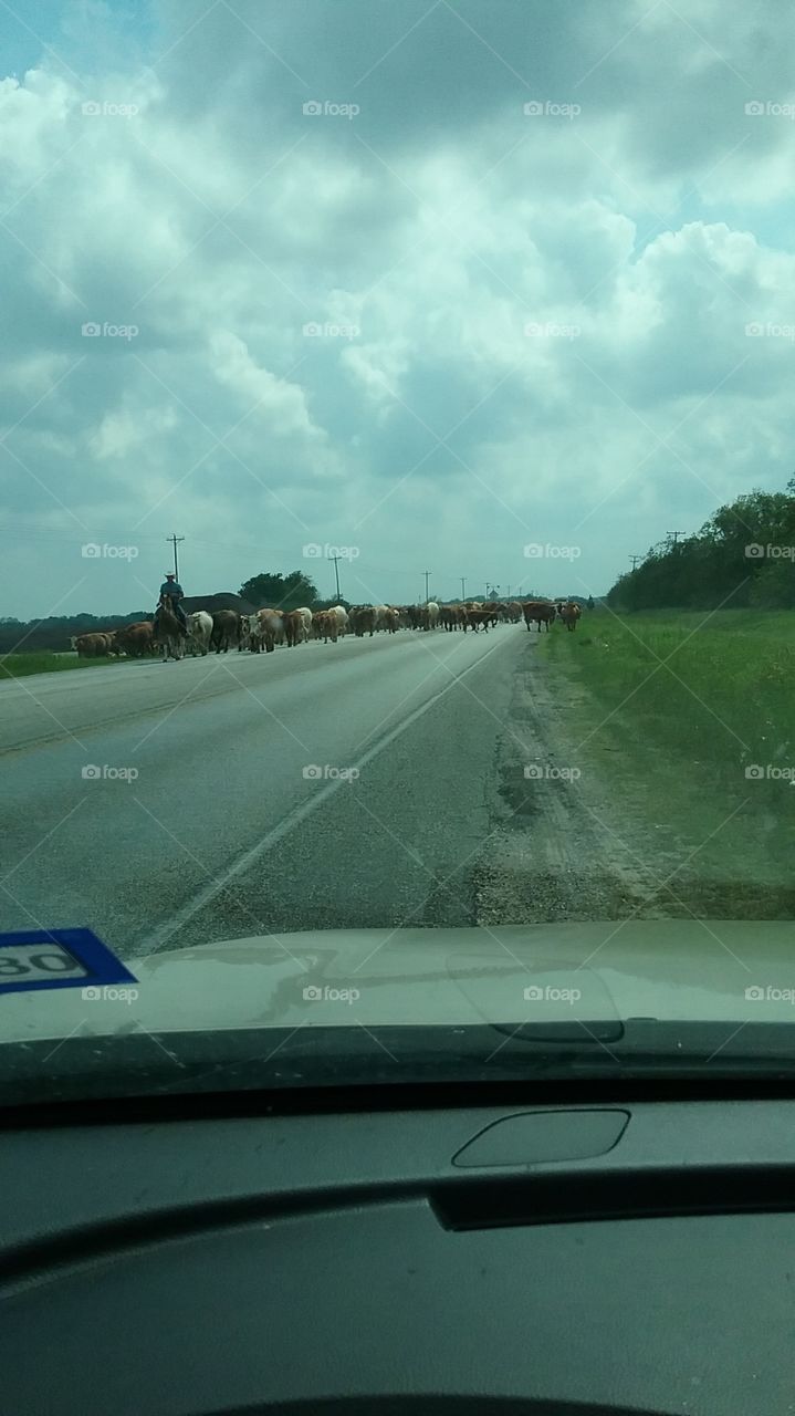 cattle drive