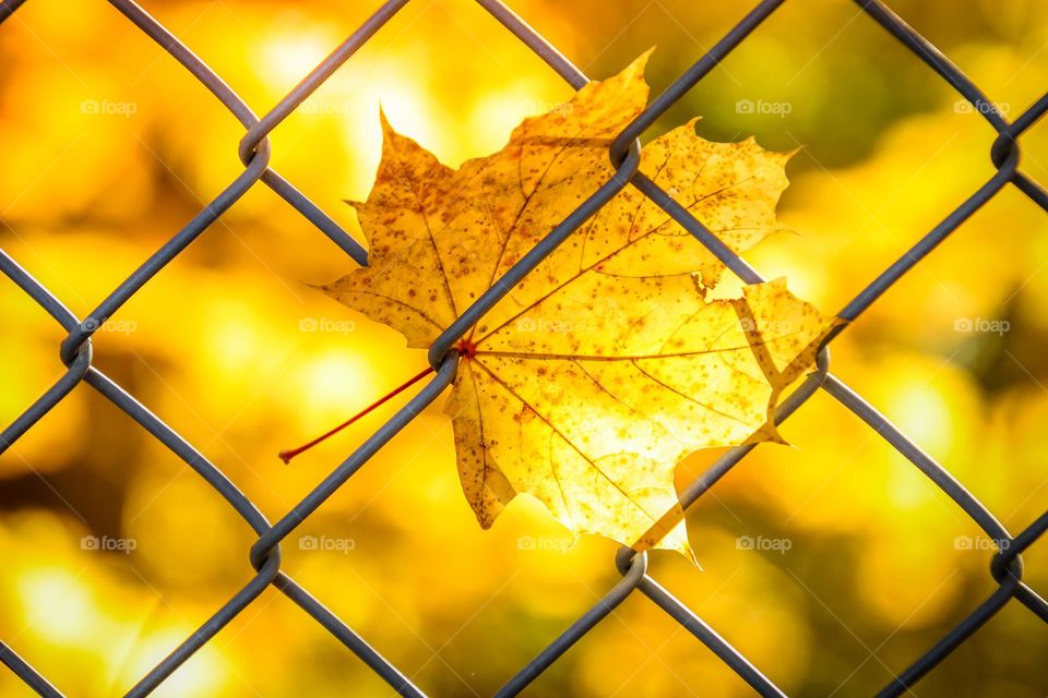 Golden maple leaf stuck on a net fence