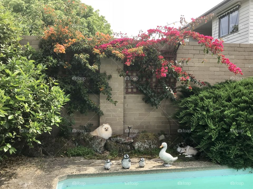 View of the backyard with cute dog,cat flowers and swimming pools 