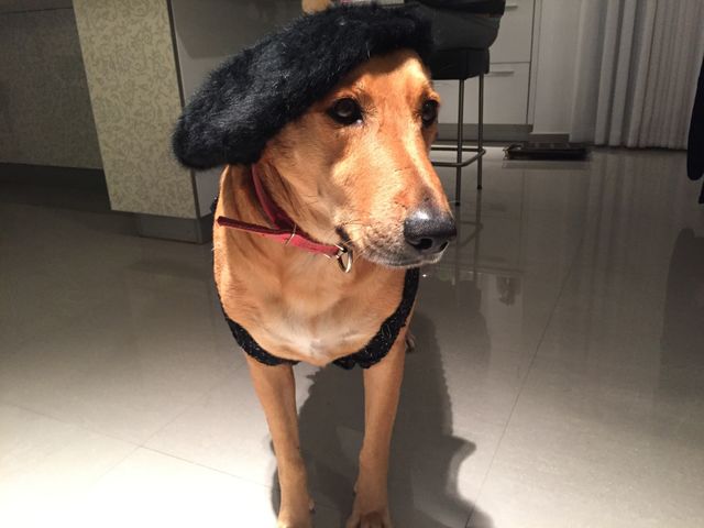 Simba the French dog 🐕