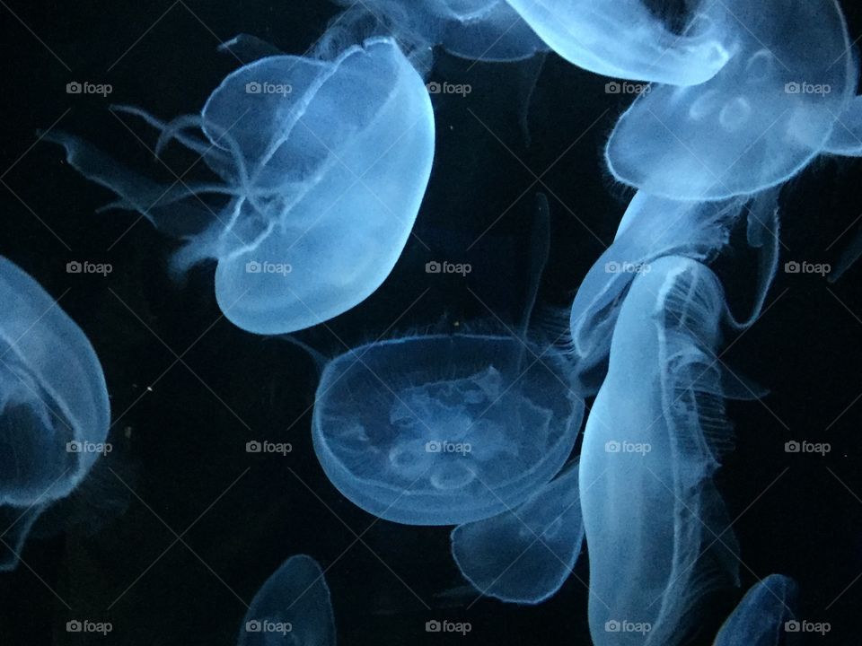 Jellyfish nature