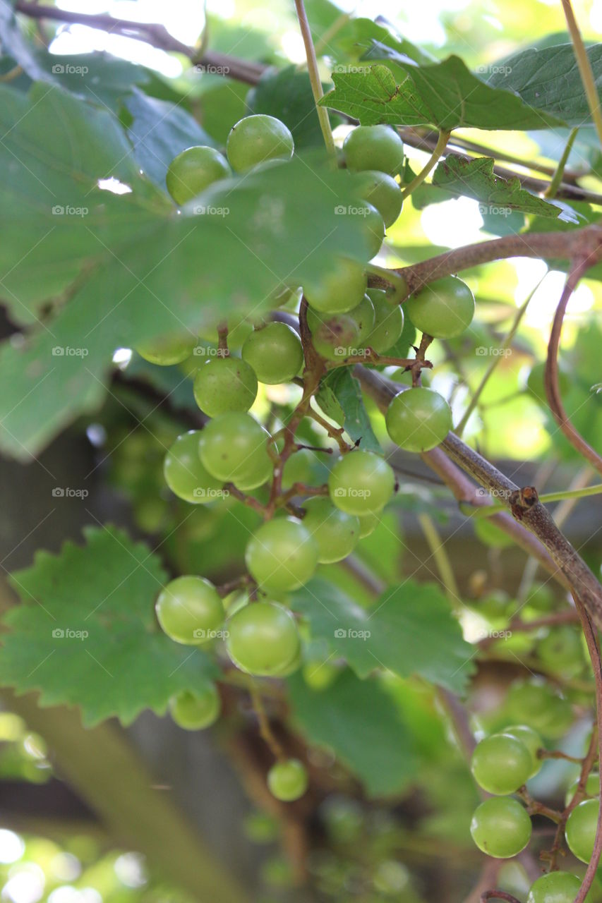 grapes close up