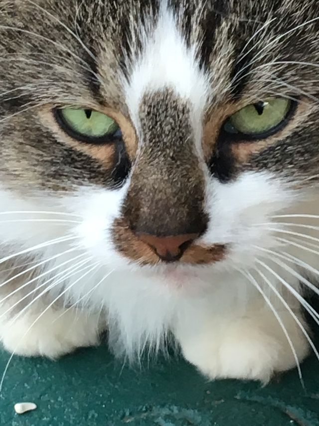 Long hair kitty with big green eyes just gazing into the camera. Pretty markings 