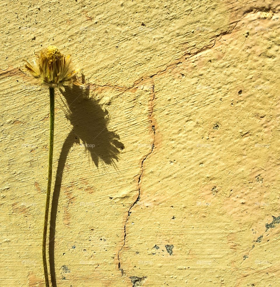 Minimalist photo of a dry yellow flower's shadow on a textured yellow Indian wall