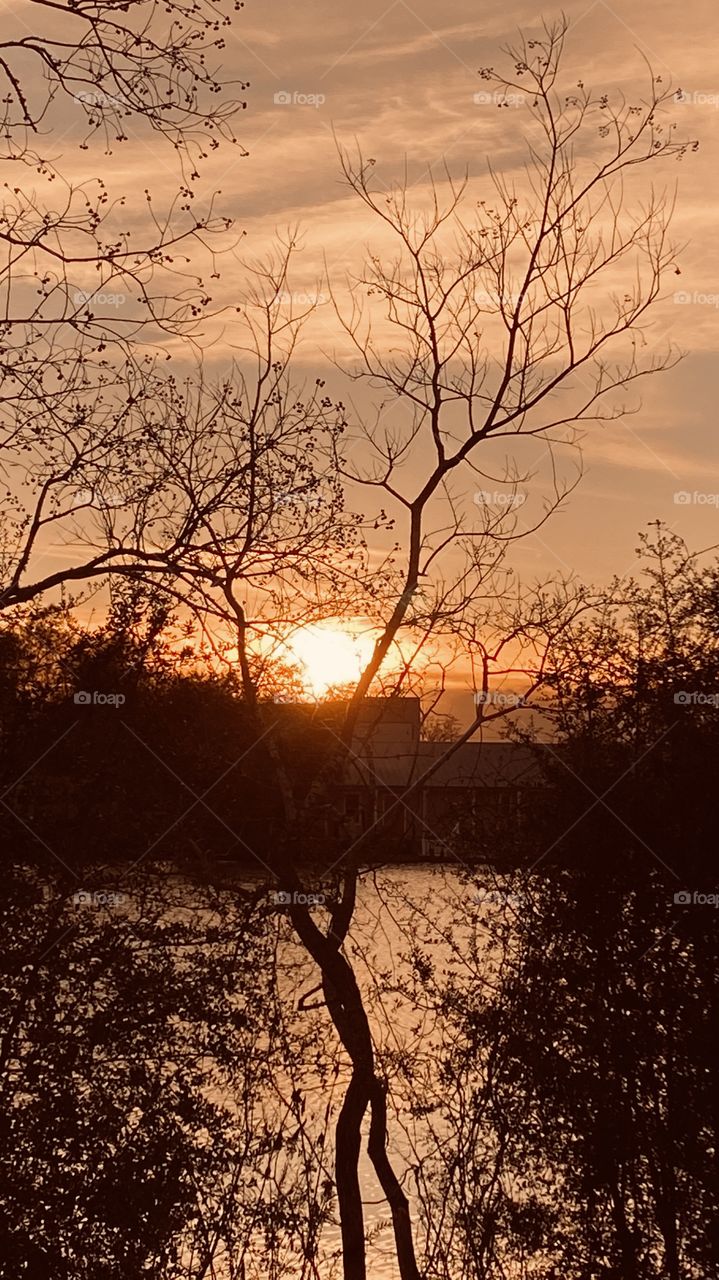 Again further down the Lake bed the many trees of choice that makes the Sunsets so glorious to make Pictures that represent where we live.