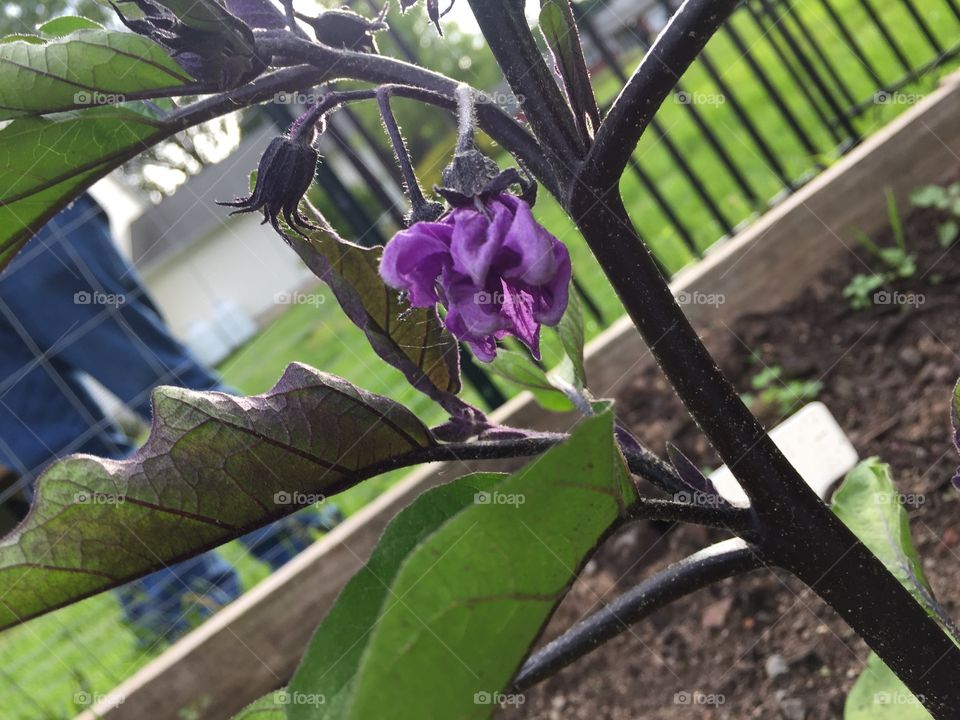 Eggplant blossom