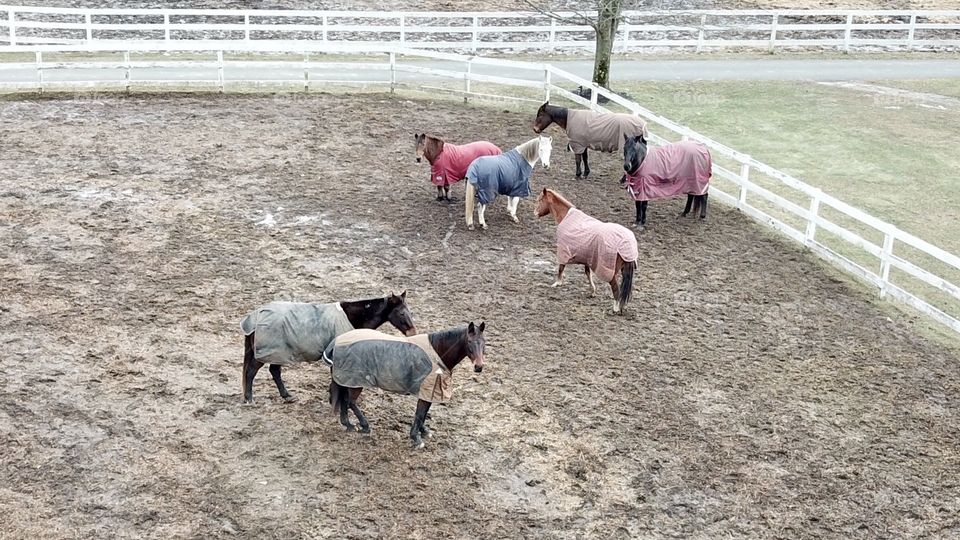 Curious horses