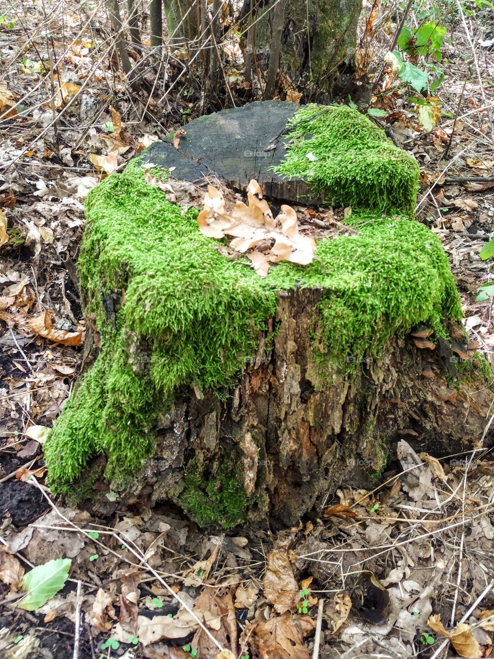 The moss on the stump