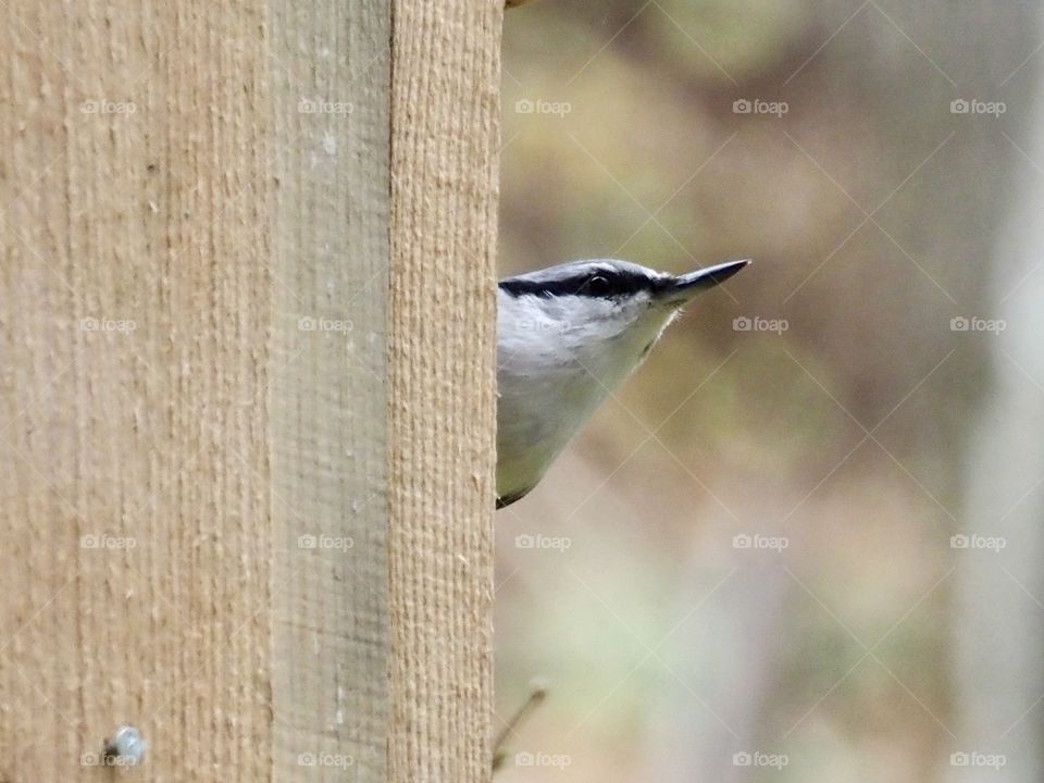Nuthatch
