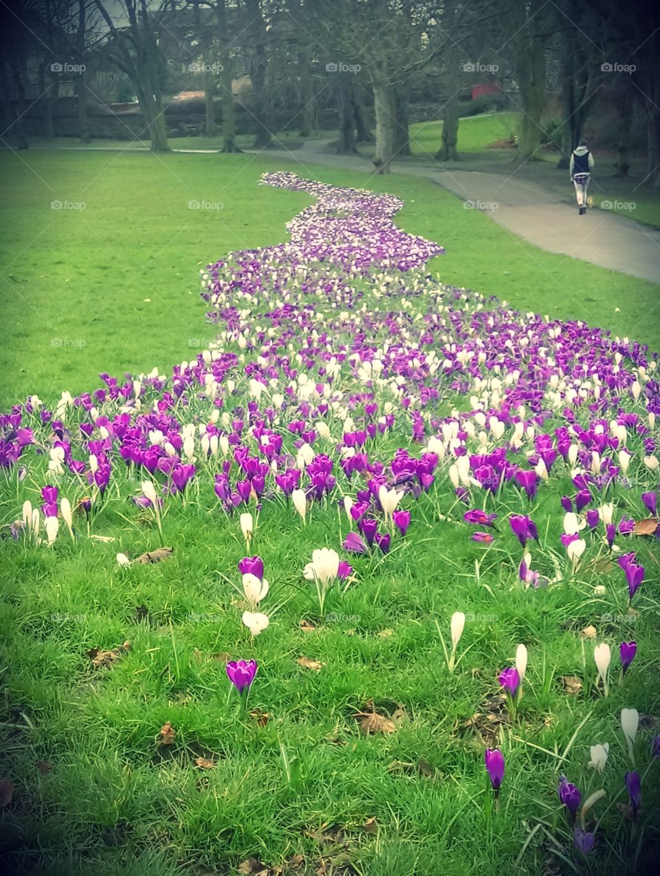 Spring flowers at the park