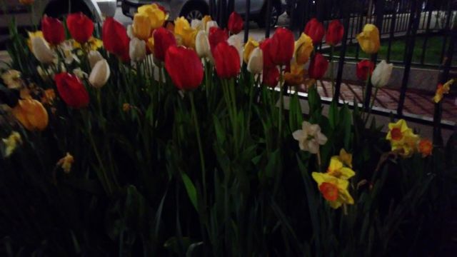 spring. lovely. flowers. nature. beauty. love. summer. happy. night time. tulips