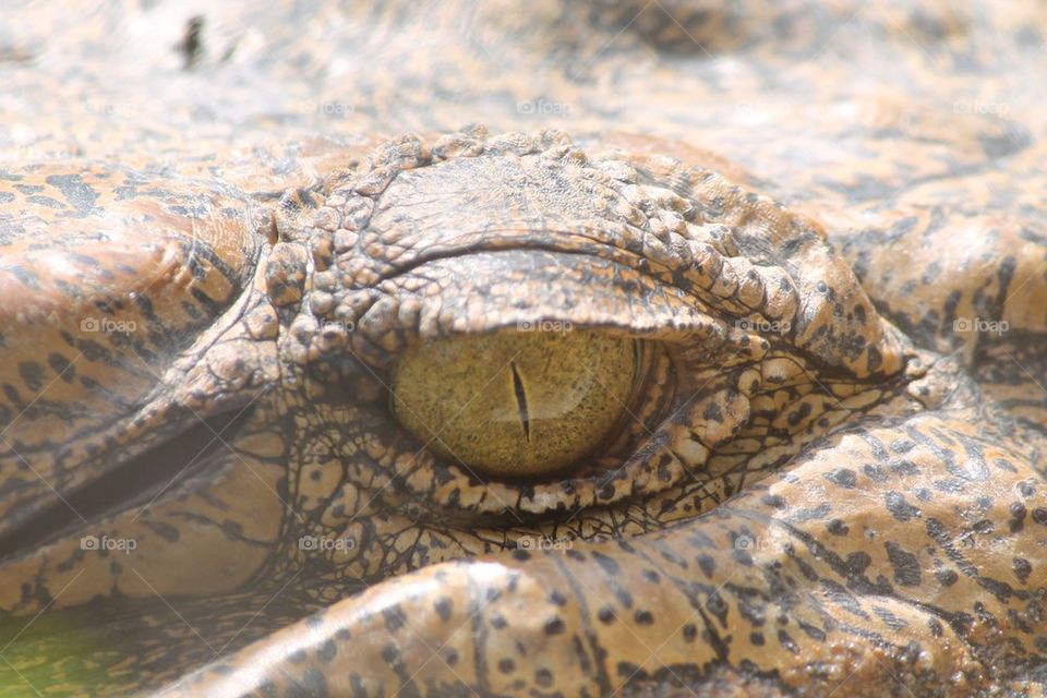 Eye of the Gator