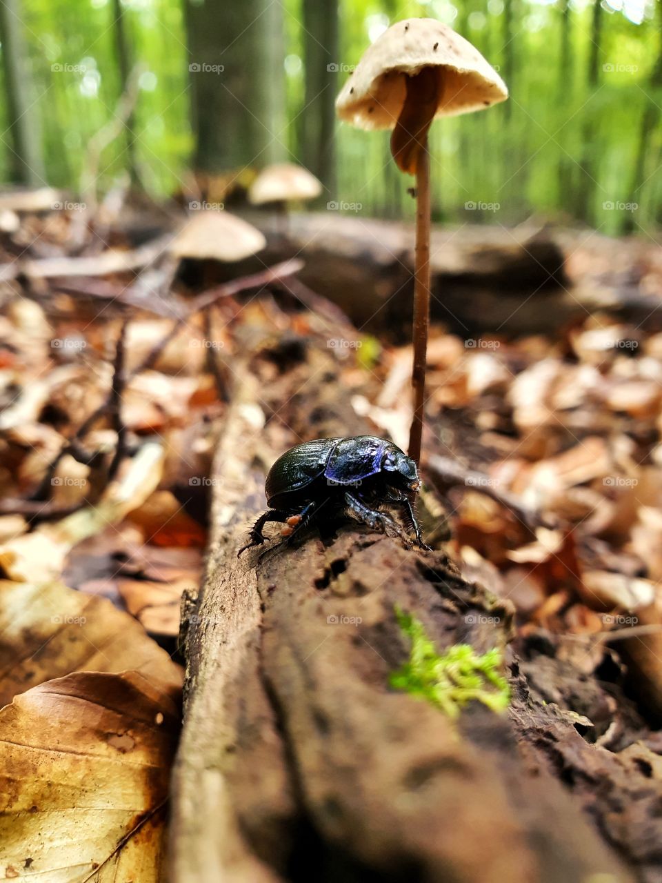 Black Bug under mushroom