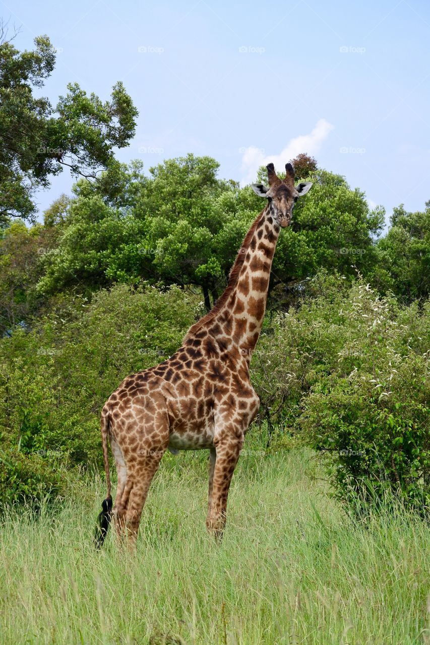 Giraffe standing on grass