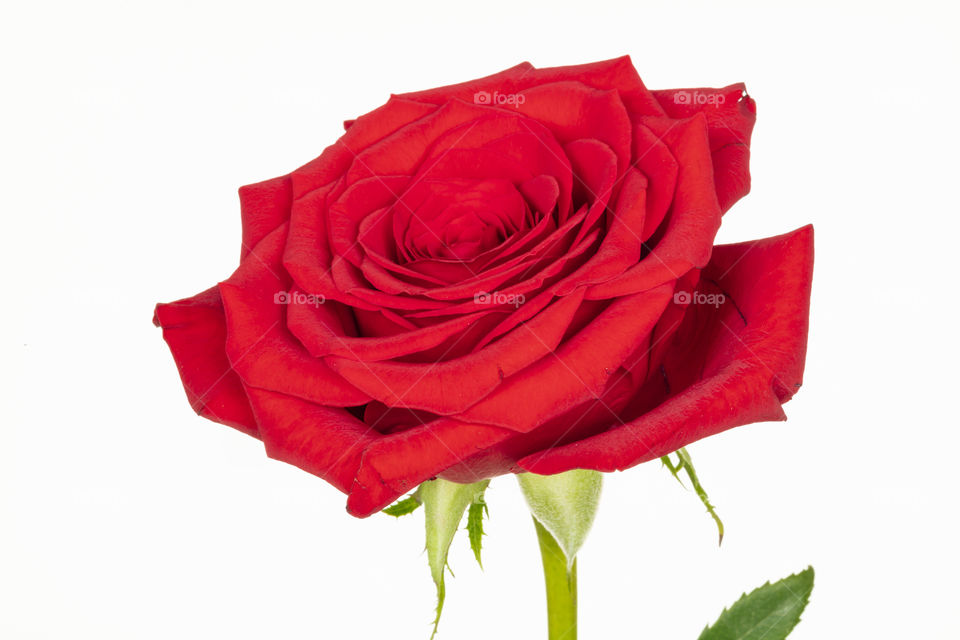 Beautiful red rose on white background