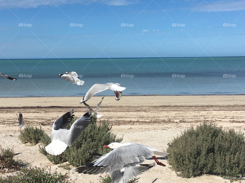 Seagulls landing on secluded south Australia beach, mid flight 