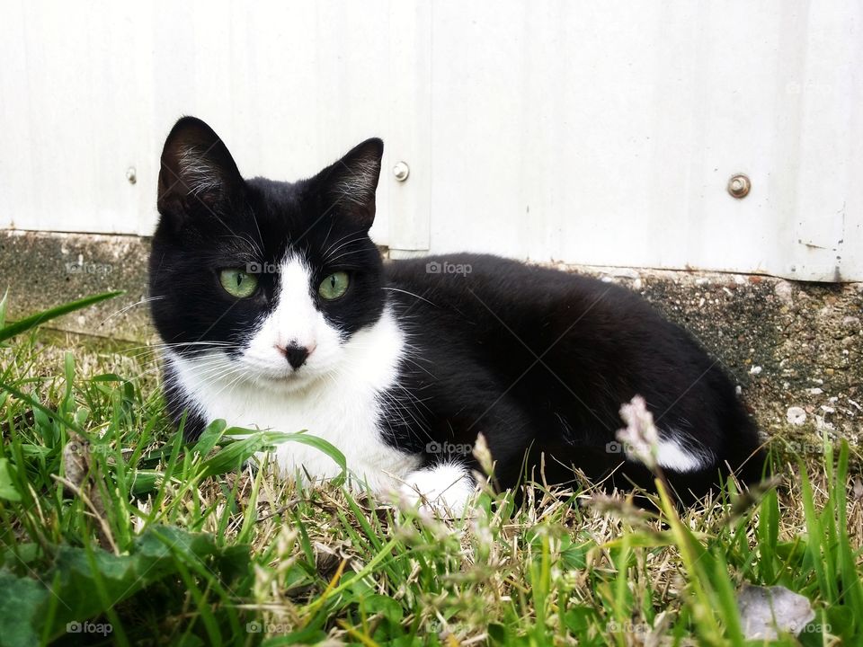 A green eyed black and white cat in the green grass