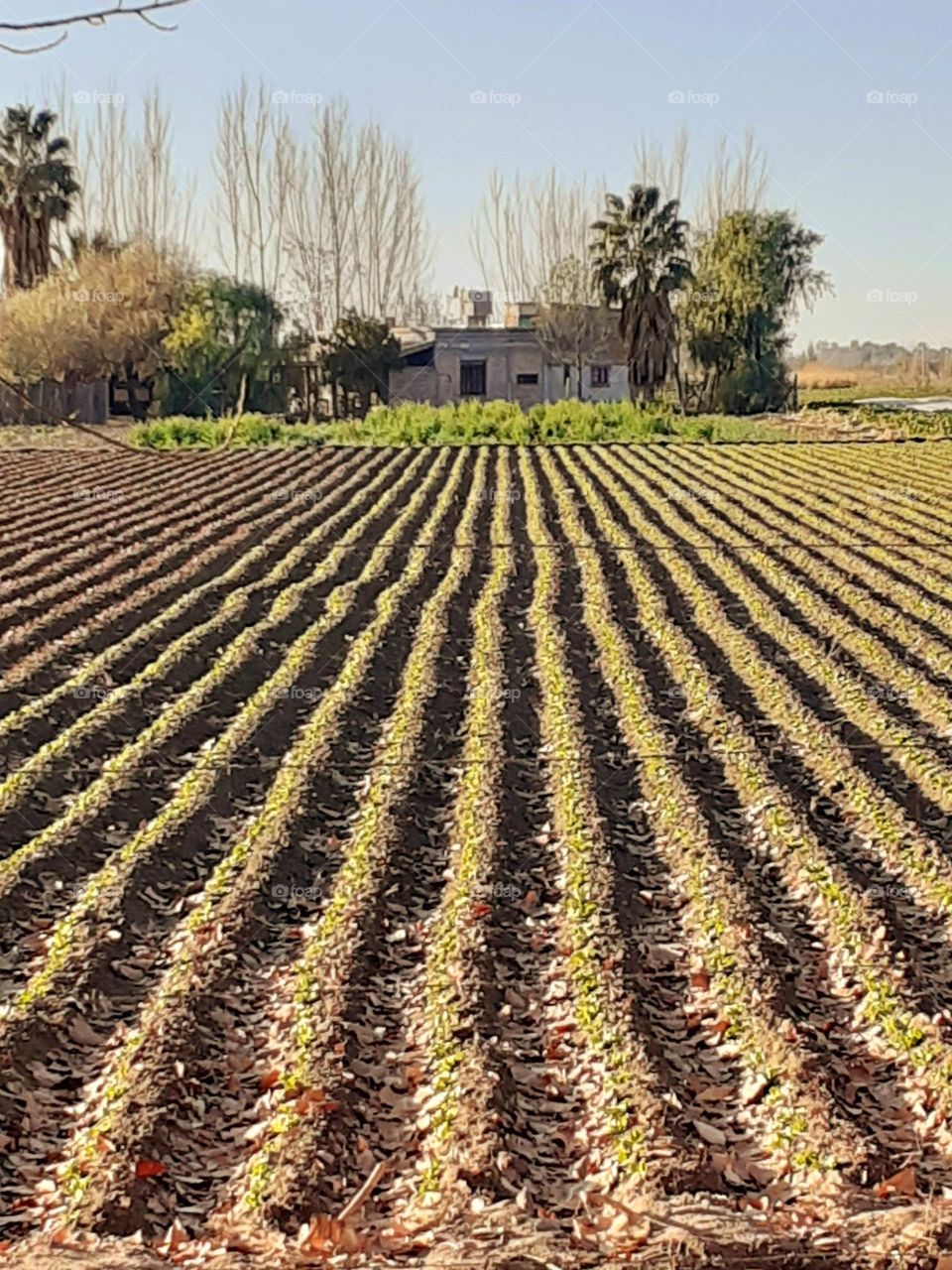 cultivar la tierra, trabajo noble