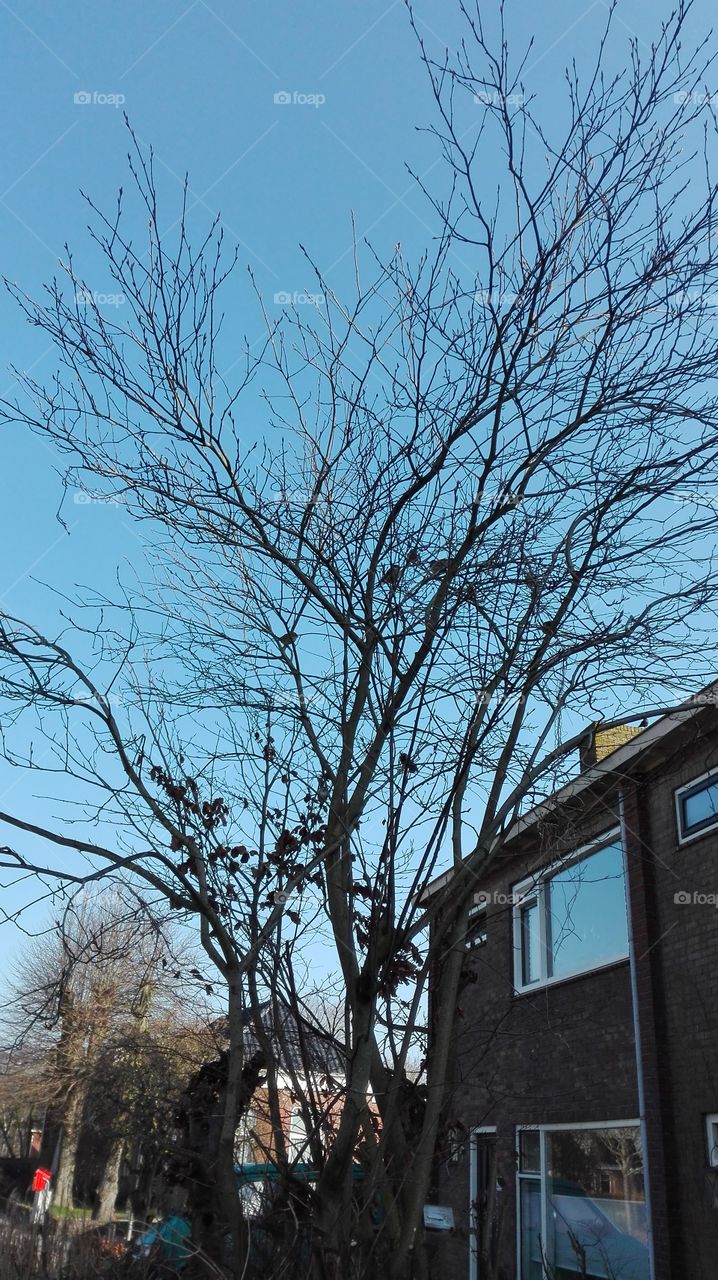 New beginnen of Spring. New life. Birds in trees.