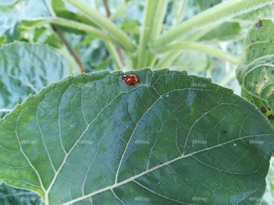 Ladybird on the leaf