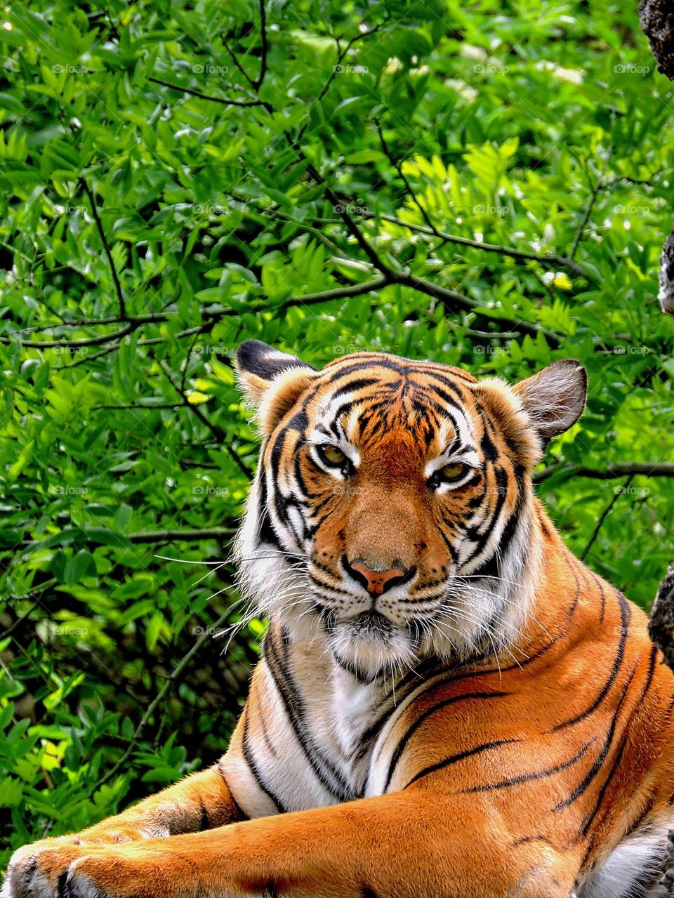 Tiger. 