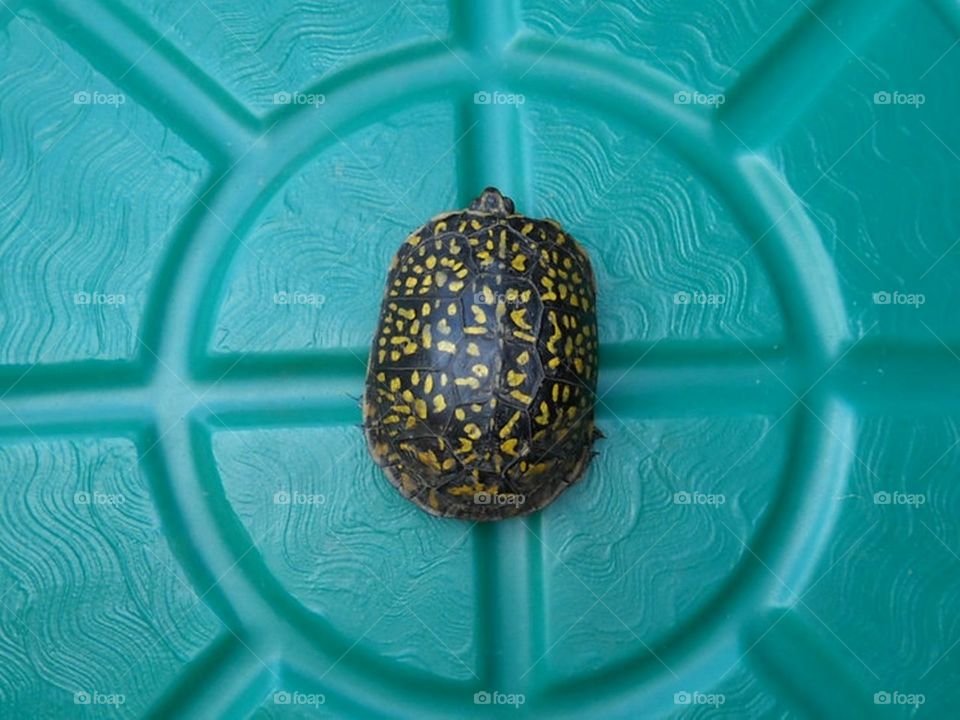 turtle on turtle . box turtle on turtle sand box