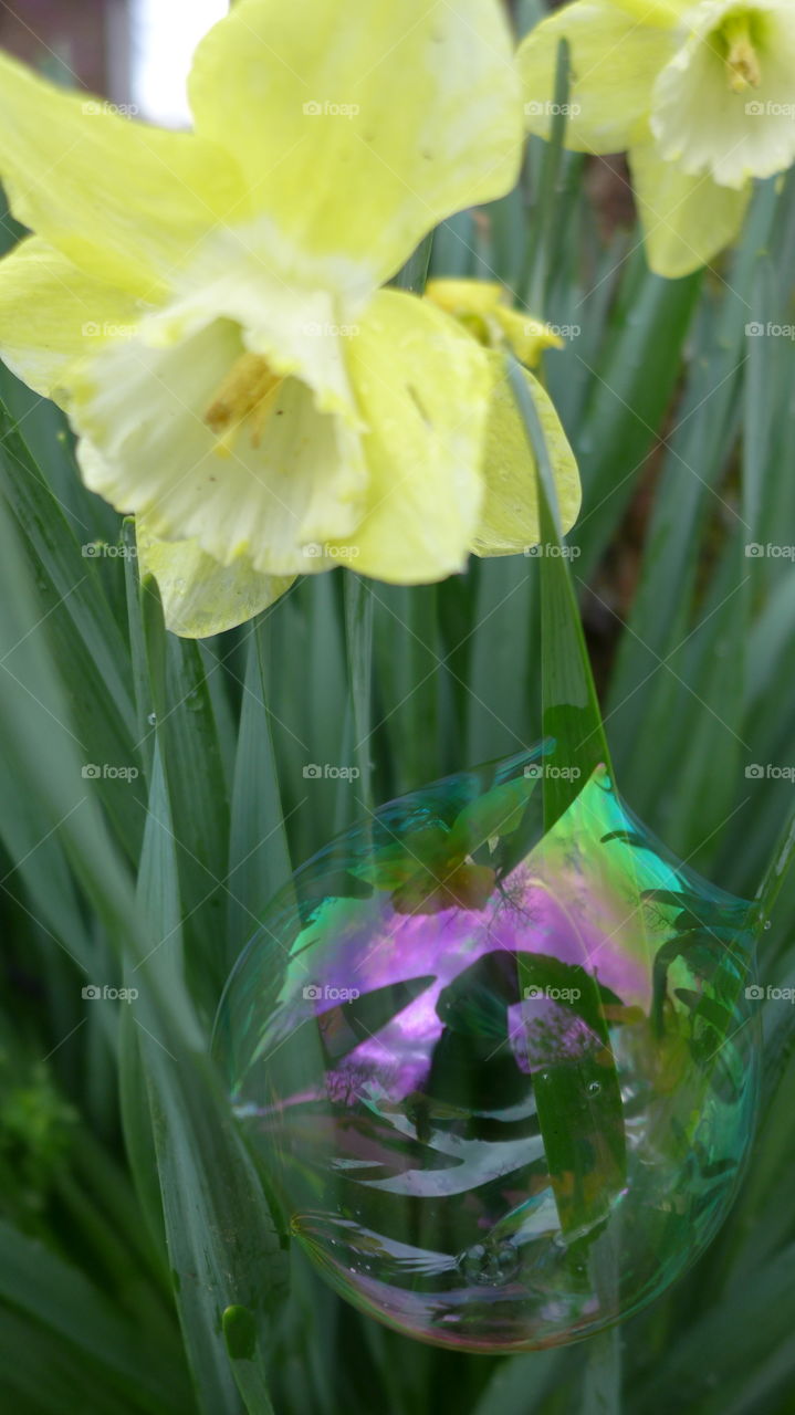 bubble in daffodil
