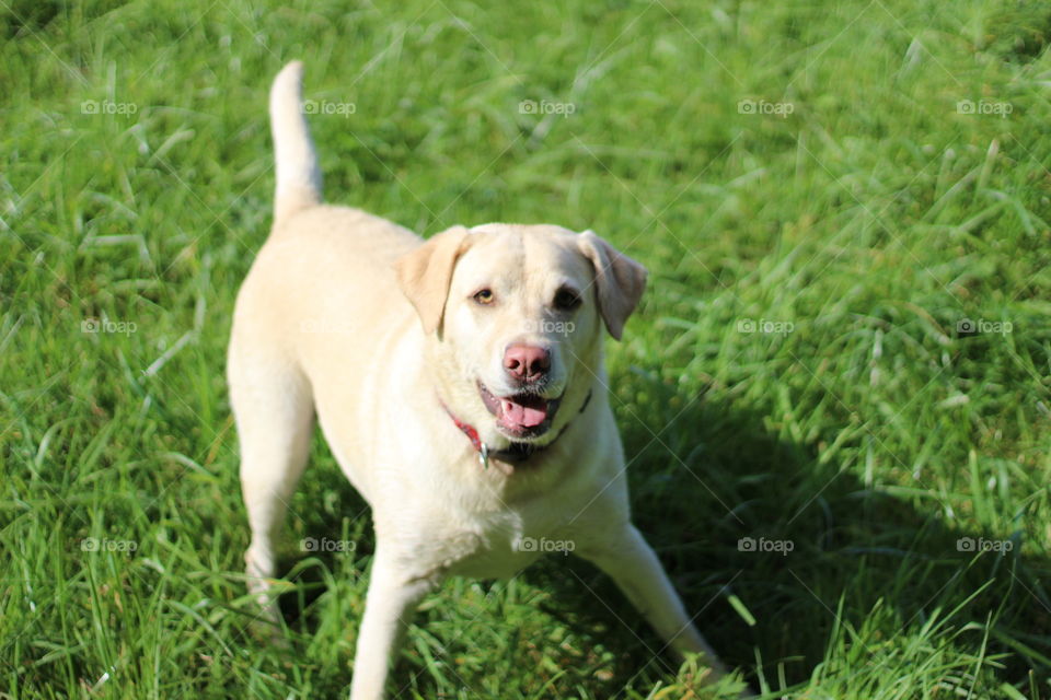 Portrait of a sitting dog on grassy field