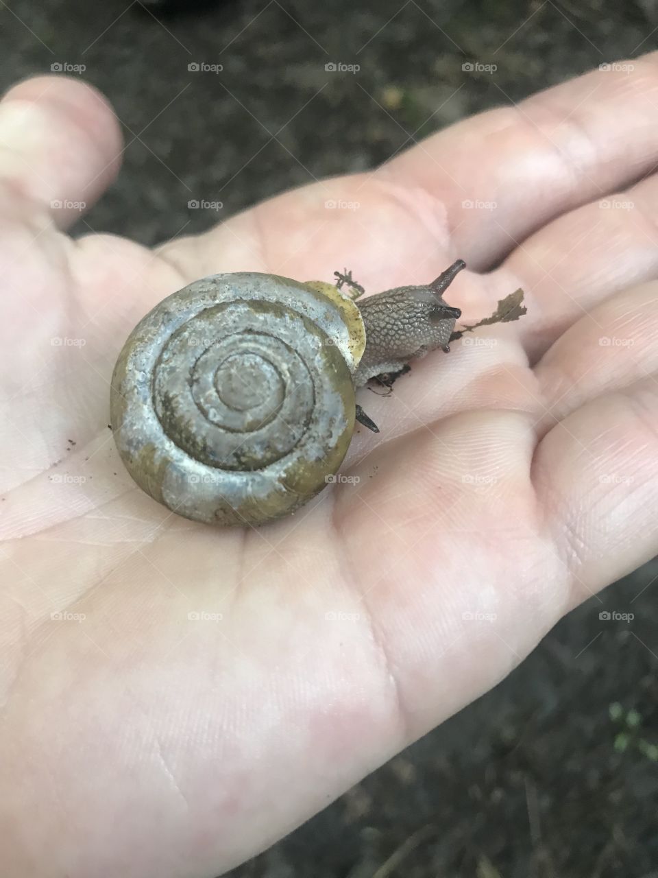 While hiking through a trail in the forest, I stumbled upon this handsome little snail crossing my path. 