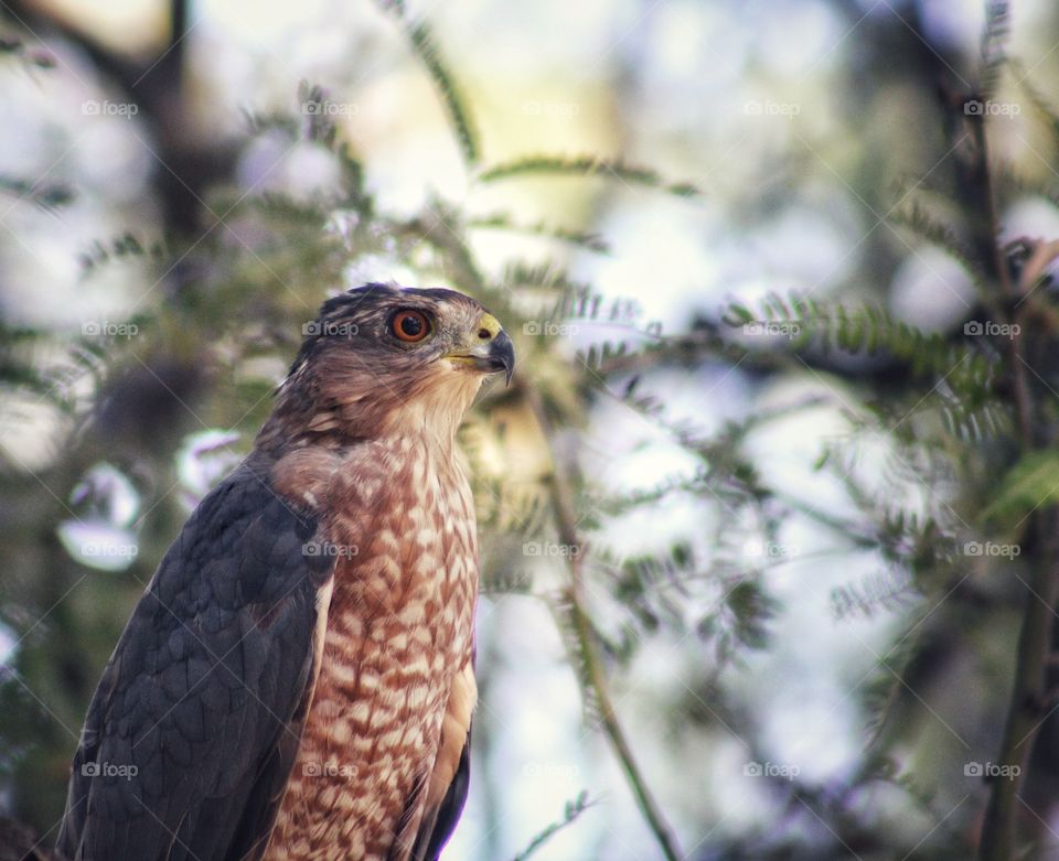 cooper's hawk close up photo