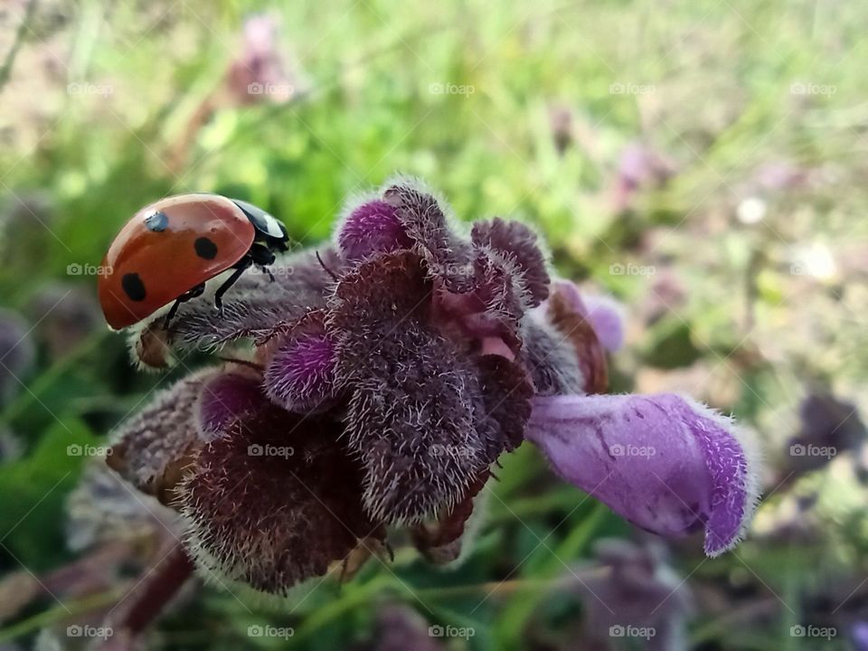 It was the best part of my childhood; Believing that ladybugs will bring good luck.Çocukluğumun en güzel yanıydı; Uğur böceğinin uğur getireceğine inanmak