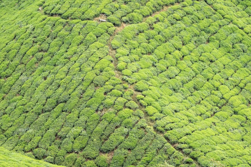 Beautiful tea plantation