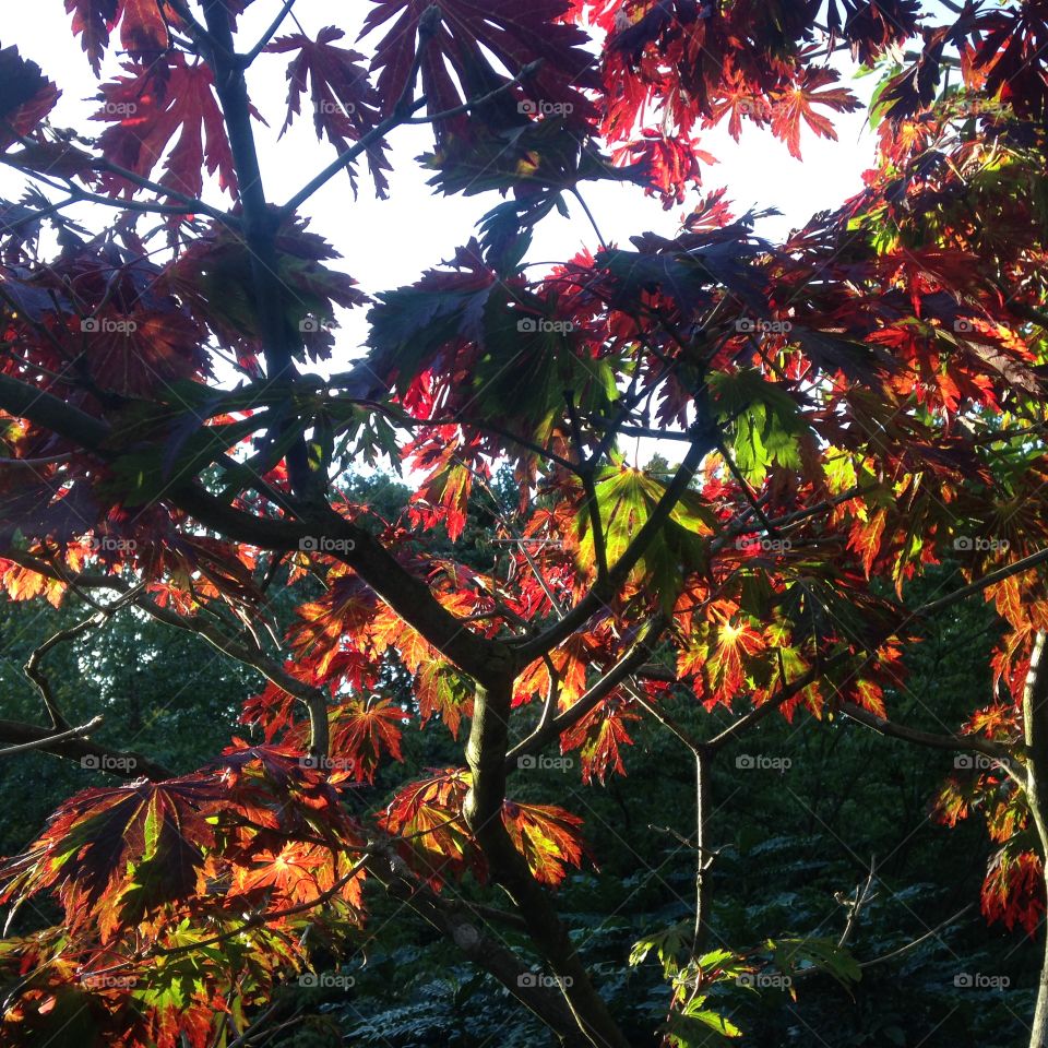 Leaves. Autum colours in Kyoto gardens. Holand park. London