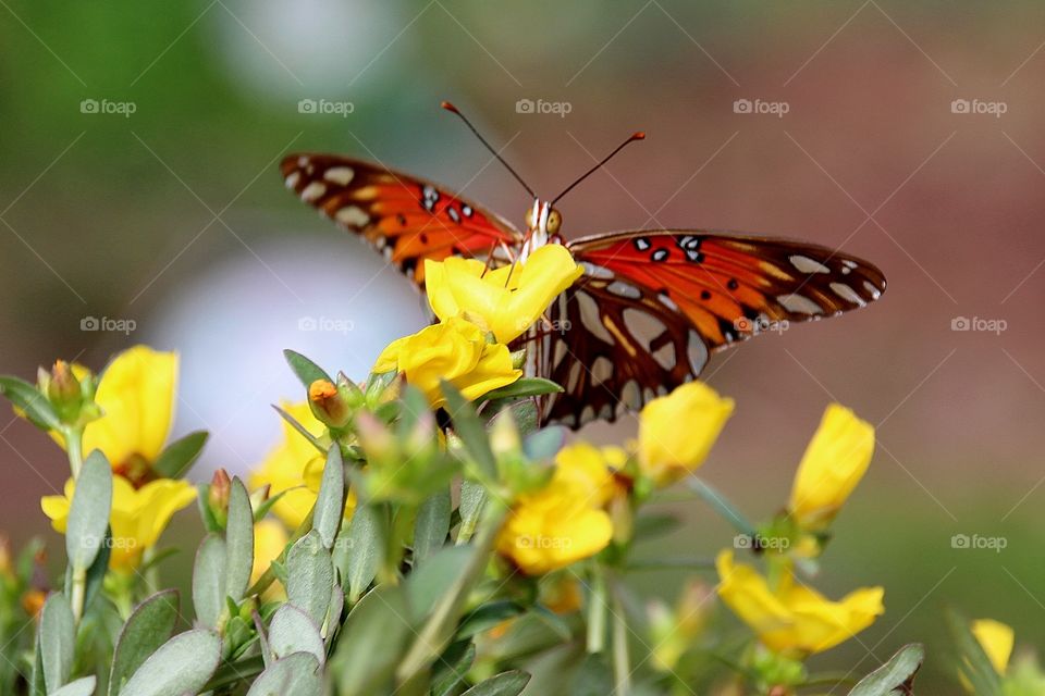 Gulf Fritillary Butterfly